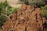 TANZANIA - Lake Manyara National Park - 49 Manguste